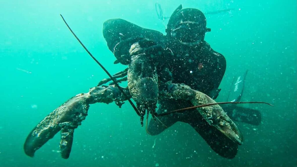 Two brothers spearfishing off the coast of Cornwall stumbled upon a massive lobster twice the weight of a newborn baby - and made the incredible decision to throw it back.