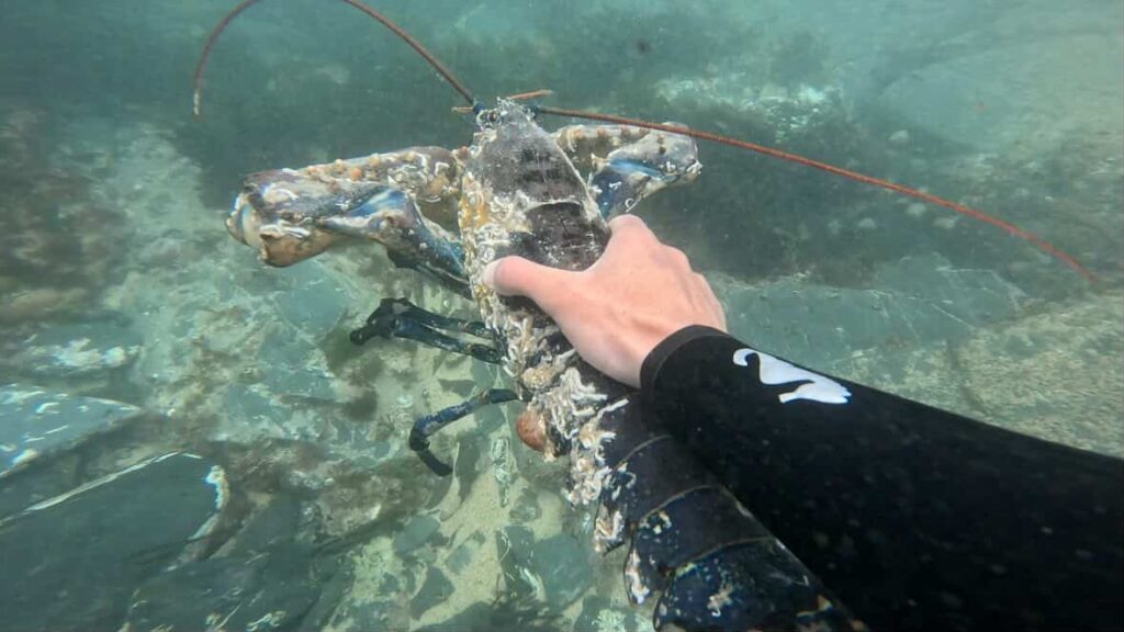 Two brothers spearfishing off the coast of Cornwall stumbled upon a massive lobster twice the weight of a newborn baby - and made the incredible decision to throw it back.