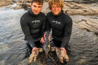 Two brothers spearfishing off the coast of Cornwall stumbled upon a massive lobster twice the weight of a newborn baby - and made the incredible decision to throw it back.