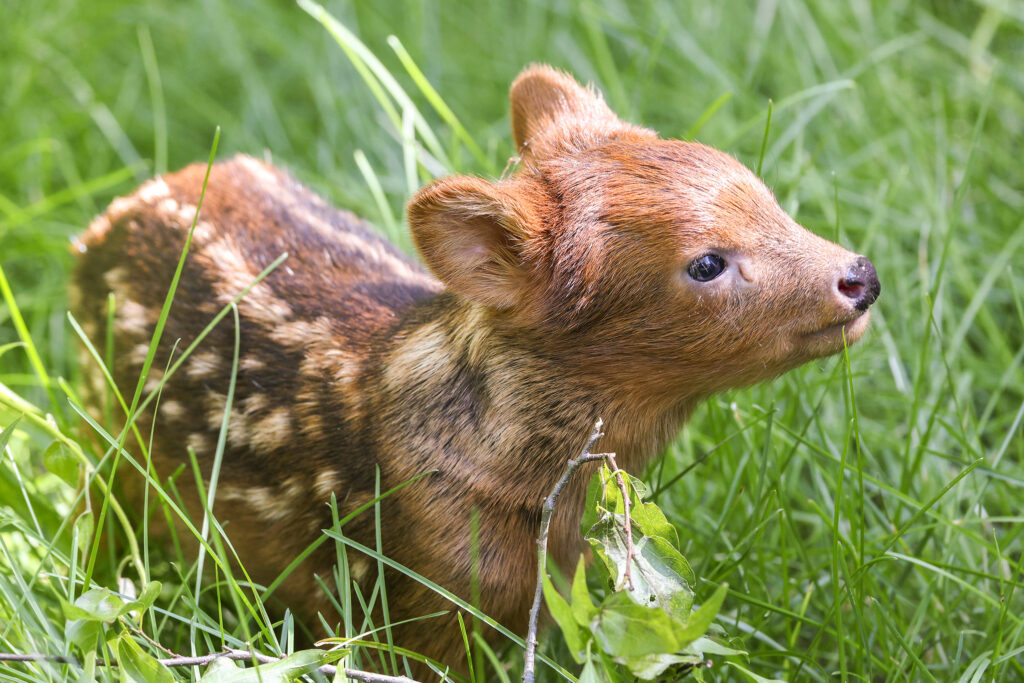 Zoo welcomes an adorable new arrival who weighs barely more than a bag of sugar - and he could be one of the tiniest baby deer in the entire world.