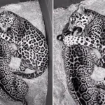 A pair of loved-up jaguars at Hertfordshire Zoo were caught on camera enjoying a midnight cuddle, with smitten Kumal often spotted snuggling up to his feisty partner Kedera at night.
