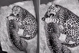A pair of loved-up jaguars at Hertfordshire Zoo were caught on camera enjoying a midnight cuddle, with smitten Kumal often spotted snuggling up to his feisty partner Kedera at night.