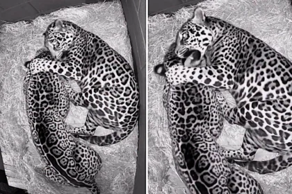 A pair of loved-up jaguars at Hertfordshire Zoo were caught on camera enjoying a midnight cuddle, with smitten Kumal often spotted snuggling up to his feisty partner Kedera at night.