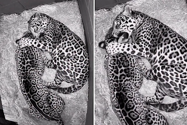 A pair of loved-up jaguars at Hertfordshire Zoo were caught on camera enjoying a midnight cuddle, with smitten Kumal often spotted snuggling up to his feisty partner Kedera at night.
