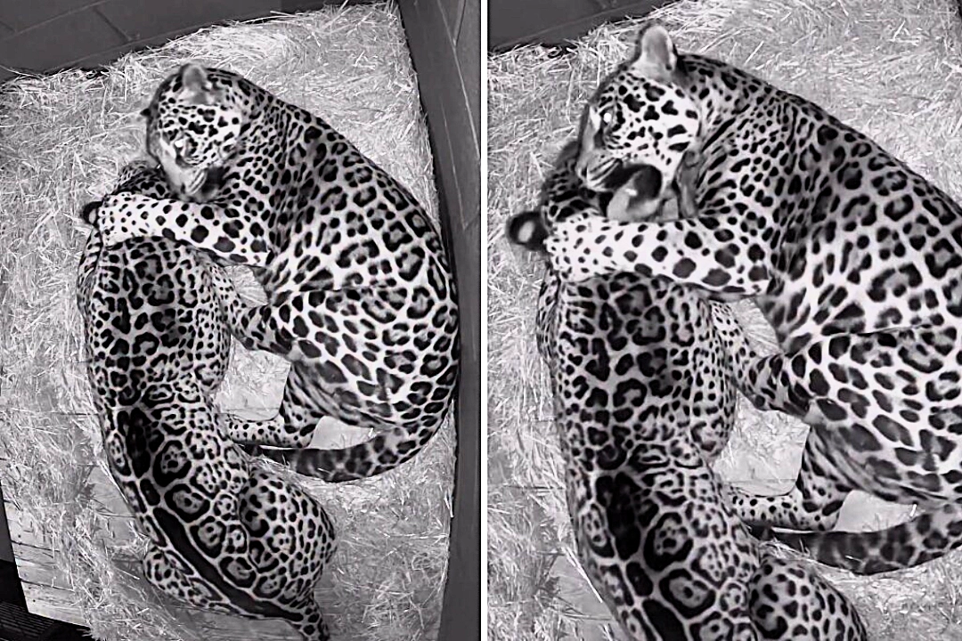 A pair of loved-up jaguars at Hertfordshire Zoo were caught on camera enjoying a midnight cuddle, with smitten Kumal often spotted snuggling up to his feisty partner Kedera at night.