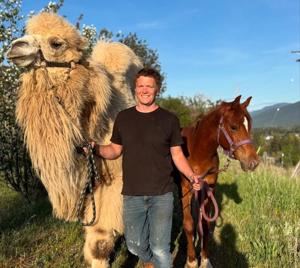 A Canadian man spent £19,000 buying his wife a 1,700lb camel called Mayhem after she spent years jokingly asking him to bring one home from his work trips to Saudi Arabia.