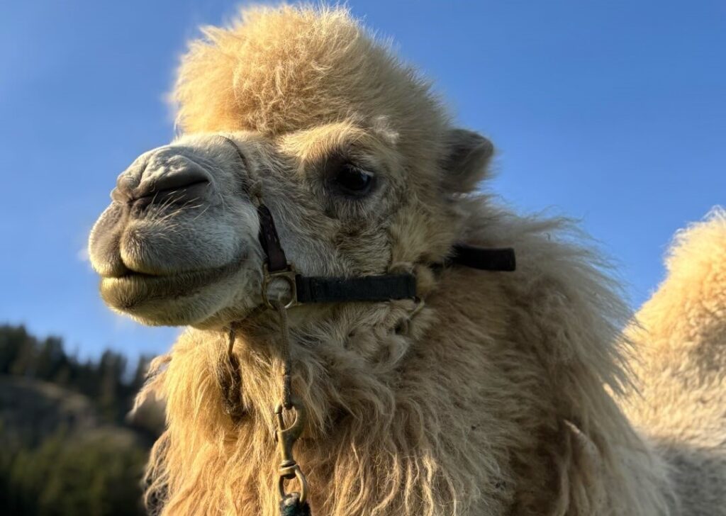 A Canadian man spent £19,000 buying his wife a 1,700lb camel called Mayhem after she spent years jokingly asking him to bring one home from his work trips to Saudi Arabia.