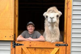 A Canadian man spent £19,000 buying his wife a 1,700lb camel called Mayhem after she spent years jokingly asking him to bring one home from his work trips to Saudi Arabia.