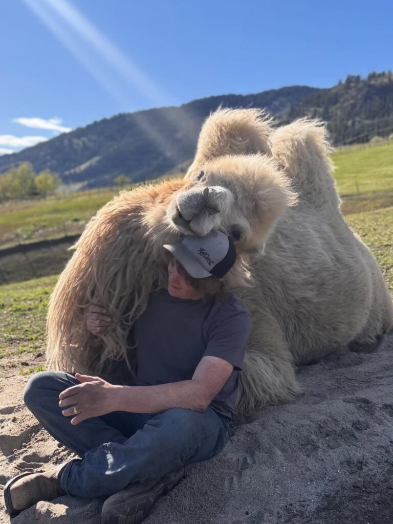 A Canadian man spent £19,000 buying his wife a 1,700lb camel called Mayhem after she spent years jokingly asking him to bring one home from his work trips to Saudi Arabia.