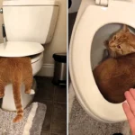 Pet owner Madison Sprague stunned to find her cat Chucky curled up inside the toilet bowl - the orange tabby's bizarre hiding spot has gone viral online.