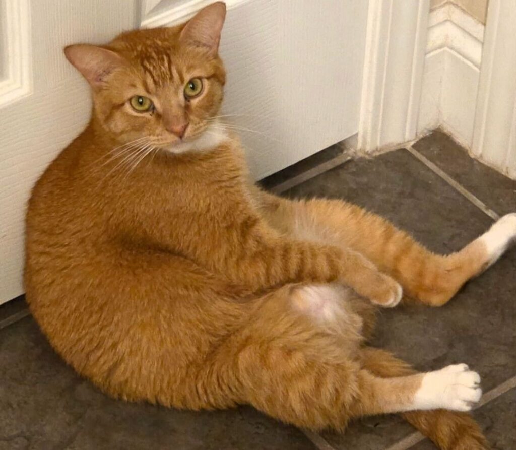 Pet owner Madison Sprague stunned to find her cat Chucky curled up inside the toilet bowl - the orange tabby's bizarre hiding spot has gone viral online.