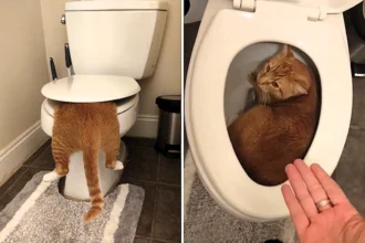 Pet owner Madison Sprague stunned to find her cat Chucky curled up inside the toilet bowl - the orange tabby's bizarre hiding spot has gone viral online.