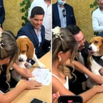Ecuadorian couple let their Basset hound Dali paw the marriage certificate as wedding witness, going viral as the country launches new Pet Friendly civil ceremonies.