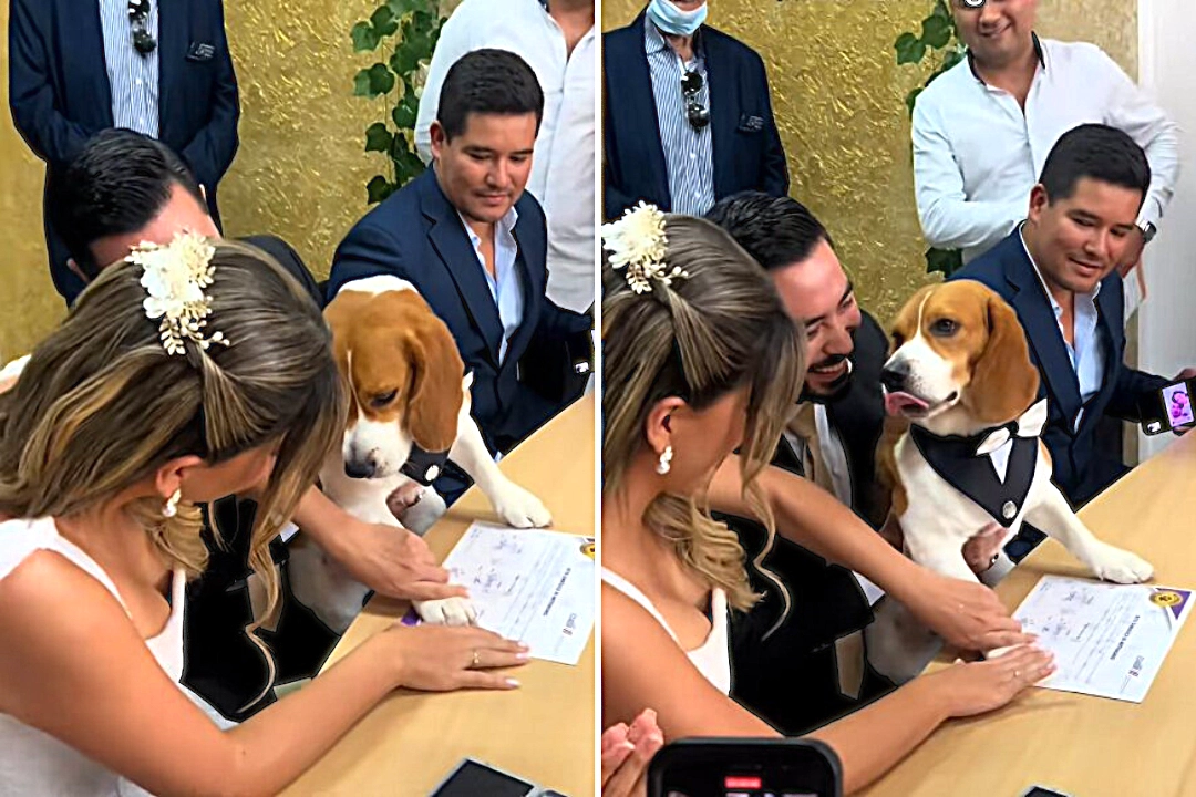 Ecuadorian couple let their Basset hound Dali paw the marriage certificate as wedding witness, going viral as the country launches new Pet Friendly civil ceremonies.