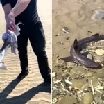 Heroic staff at Knightly's Amusements rescue stranded baby shark from Towyn beach rock pool - using a damp towel to safely return it to the sea.