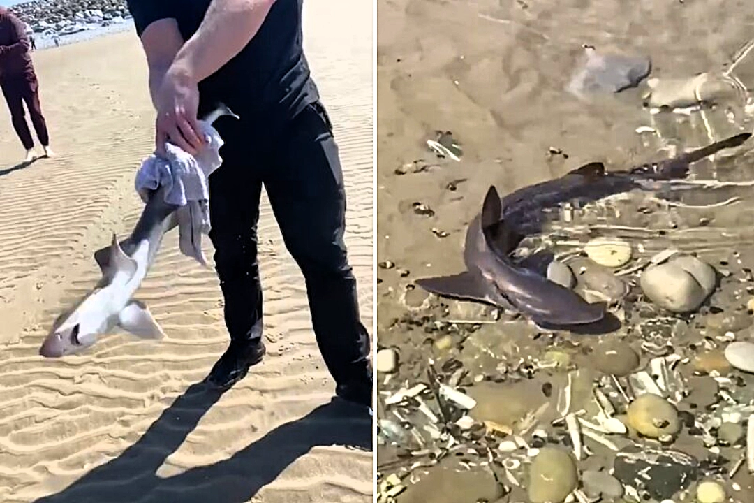 Heroic staff at Knightly's Amusements rescue stranded baby shark from Towyn beach rock pool - using a damp towel to safely return it to the sea.