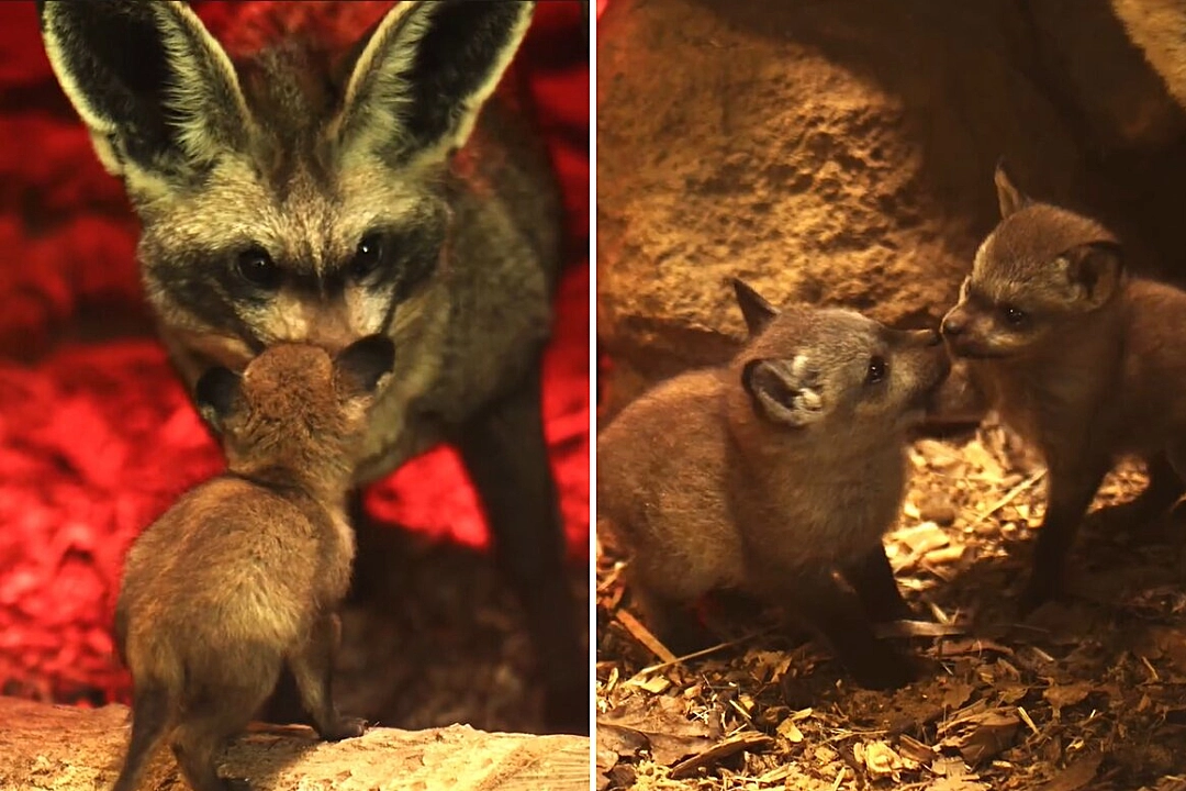 Three incredibly rare bat-eared fox kits have been born at Africa Alive in Suffolk - the only such births anywhere in Europe this year.