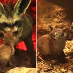 Three incredibly rare bat-eared fox kits have been born at Africa Alive in Suffolk - the only such births anywhere in Europe this year.