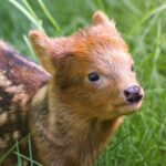 Zoo welcomes an adorable new arrival who weighs barely more than a bag of sugar - and he could be one of the tiniest baby deer in the entire world.