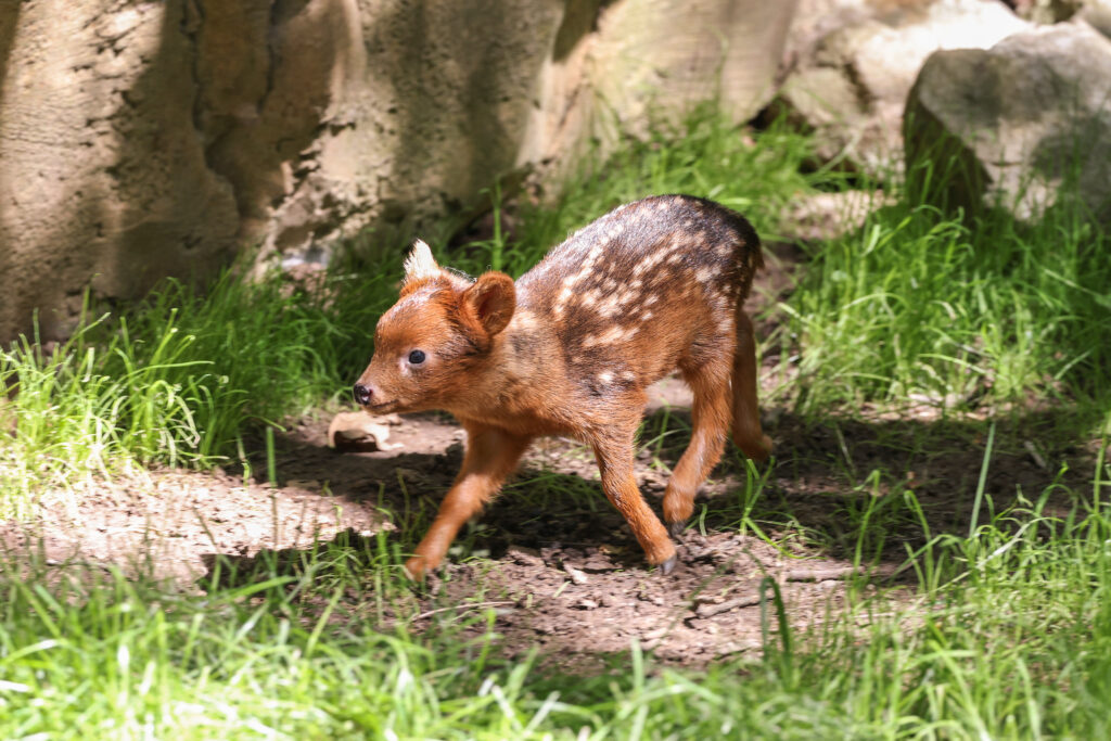 Zoo welcomes an adorable new arrival who weighs barely more than a bag of sugar - and he could be one of the tiniest baby deer in the entire world.
