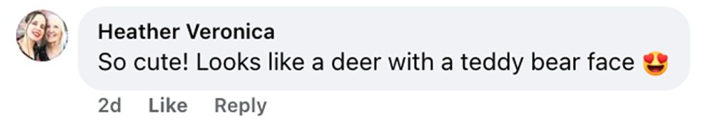 Social media comment on the post of Zoo welcomes an adorable new arrival who weighs barely more than a bag of sugar - and he could be one of the tiniest baby deer in the entire world.