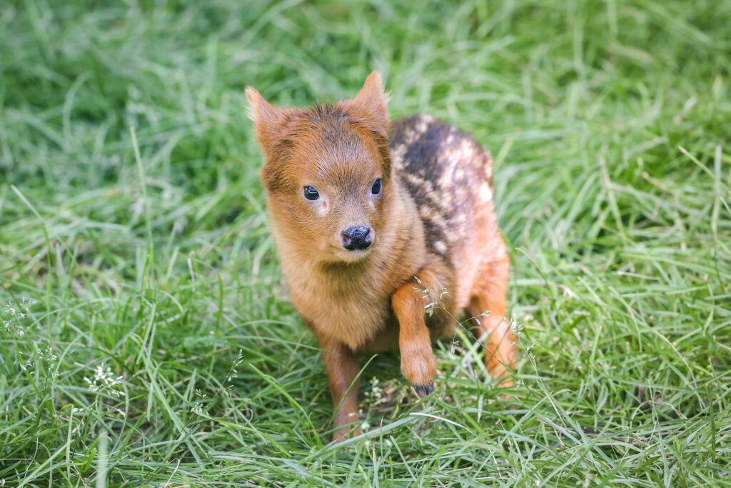 Zoo welcomes an adorable new arrival who weighs barely more than a bag of sugar - and he could be one of the tiniest baby deer in the entire world.