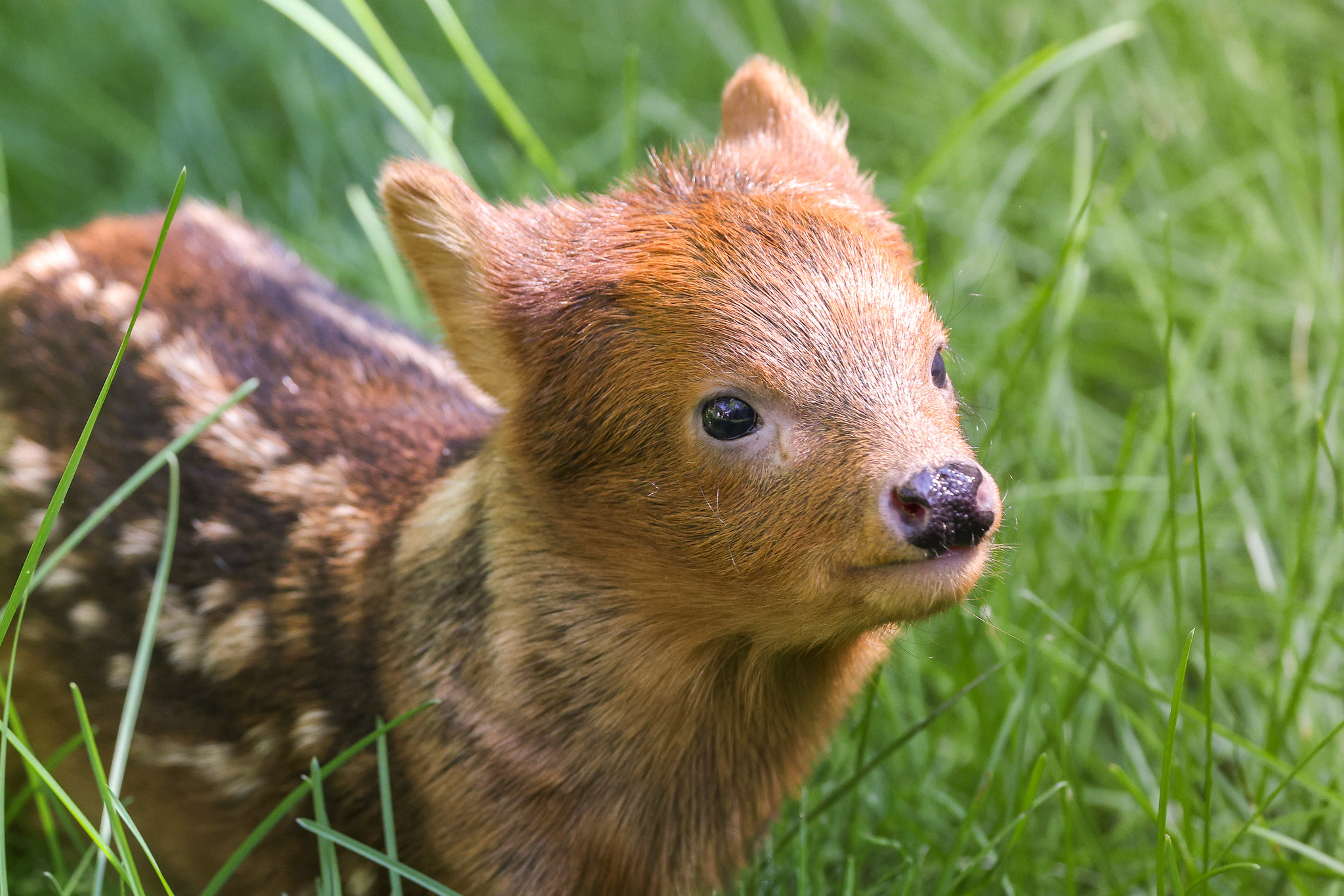 Zoo welcomes an adorable new arrival who weighs barely more than a bag of sugar - and he could be one of the tiniest baby deer in the entire world.