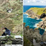 Chattering of extinct Choughs have returned to King Arthur's legendary castle for the first time in 100 years - and the magical reason will leave you stunned.