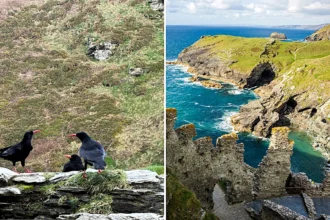 Chattering of extinct Choughs have returned to King Arthur's legendary castle for the first time in 100 years - and the magical reason will leave you stunned.