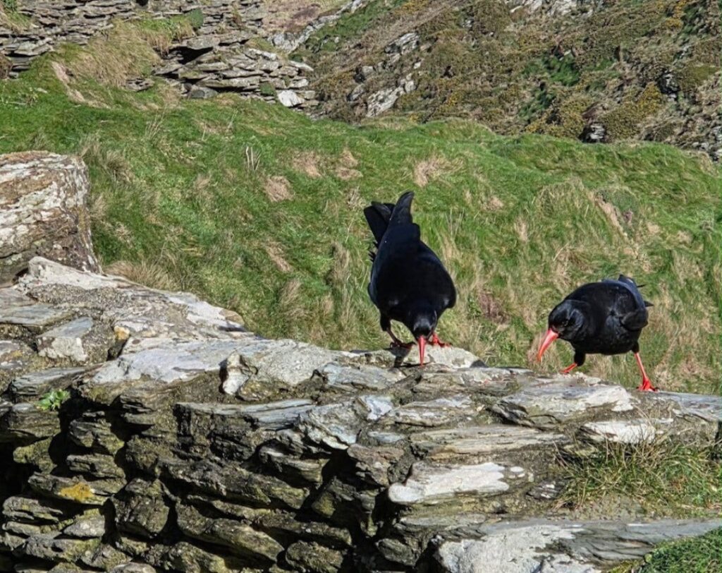 Chattering of extinct Choughs have returned to King Arthur's legendary castle for the first time in 100 years - and the magical reason will leave you stunned.