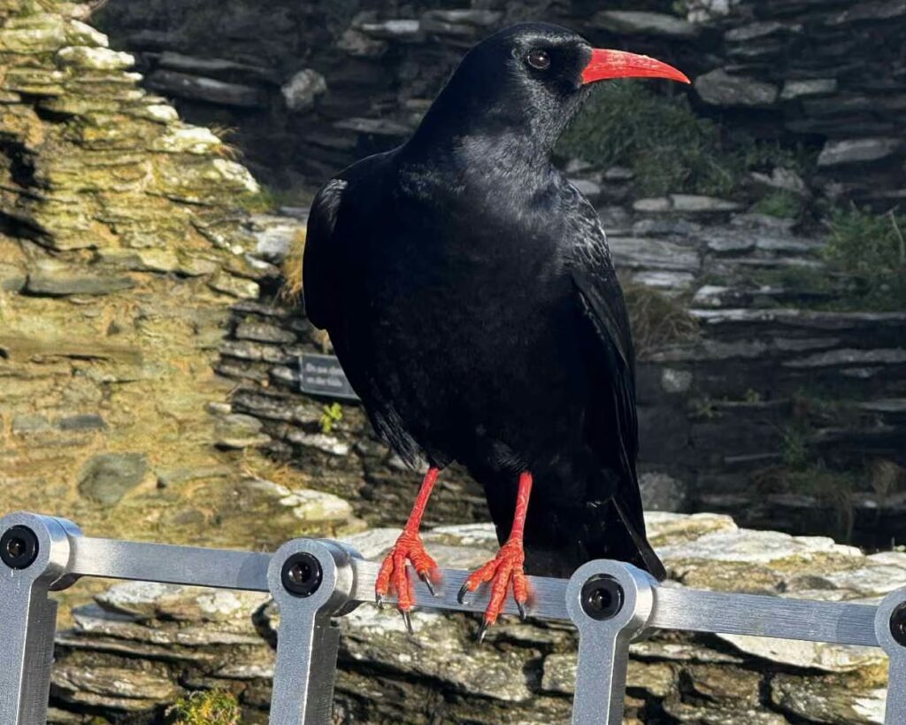 Chattering of extinct Choughs have returned to King Arthur's legendary castle for the first time in 100 years - and the magical reason will leave you stunned.
