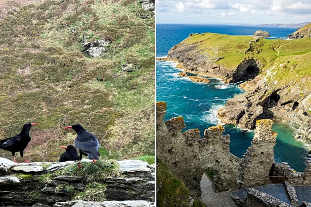 Chattering of extinct Choughs have returned to King Arthur's legendary castle for the first time in 100 years - and the magical reason will leave you stunned.