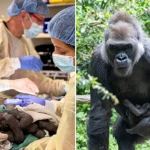 A baby gorilla was born via emergency C-section at a Seattle zoo - one of fewer than a dozen ever performed on the critically-endangered western lowland gorilla species.