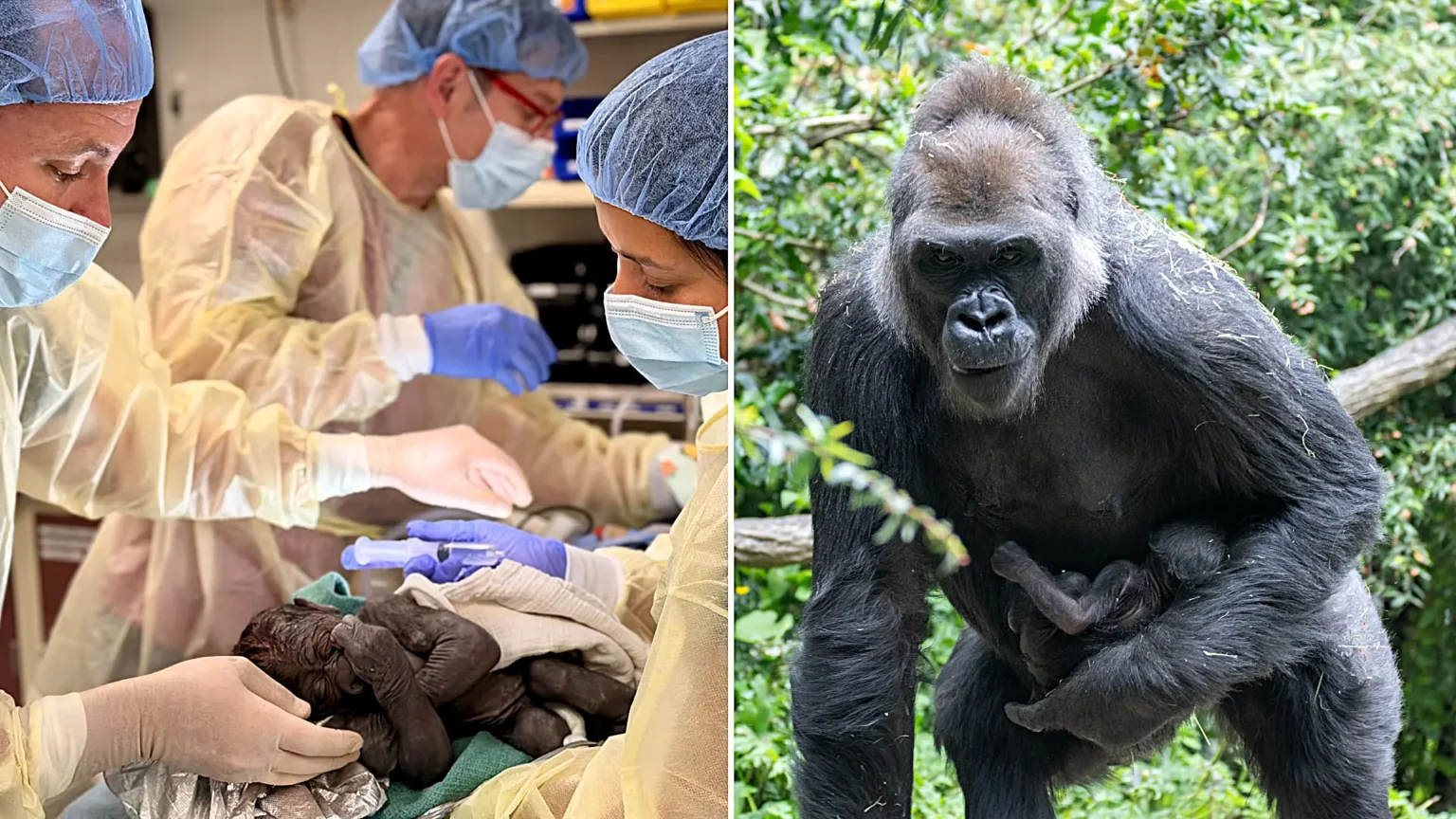 A baby gorilla was born via emergency C-section at a Seattle zoo - one of fewer than a dozen ever performed on the critically-endangered western lowland gorilla species.