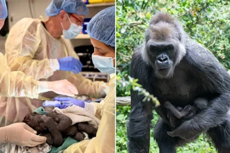 A baby gorilla was born via emergency C-section at a Seattle zoo - one of fewer than a dozen ever performed on the critically-endangered western lowland gorilla species.