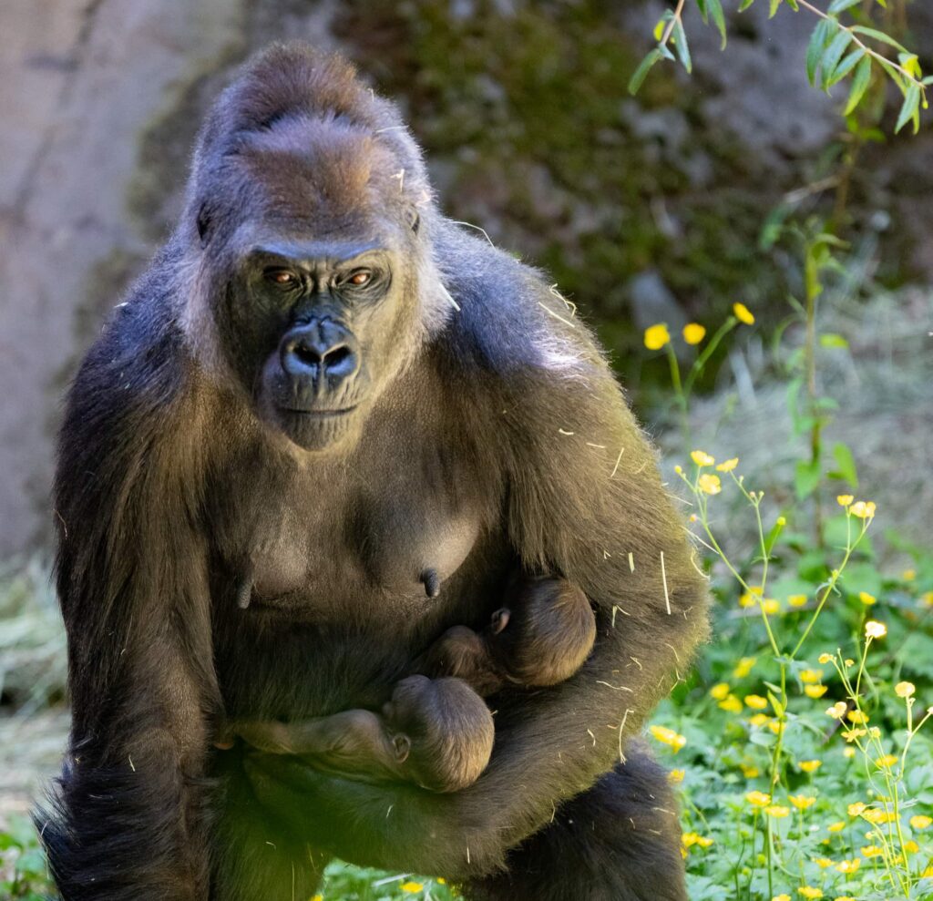 A baby gorilla was born via emergency C-section at a Seattle zoo - one of fewer than a dozen ever performed on the critically-endangered western lowland gorilla species.