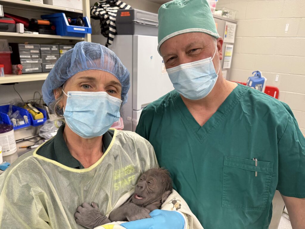 A baby gorilla was born via emergency C-section at a Seattle zoo - one of fewer than a dozen ever performed on the critically-endangered western lowland gorilla species.