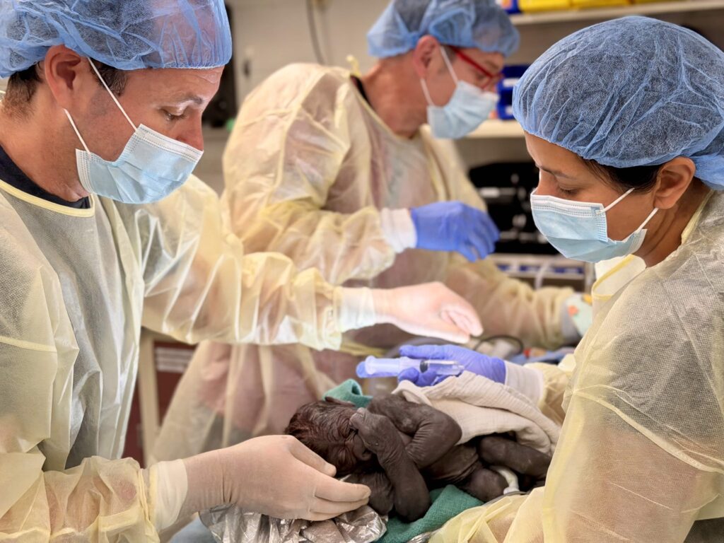 A baby gorilla was born via emergency C-section at a Seattle zoo - one of fewer than a dozen ever performed on the critically-endangered western lowland gorilla species.