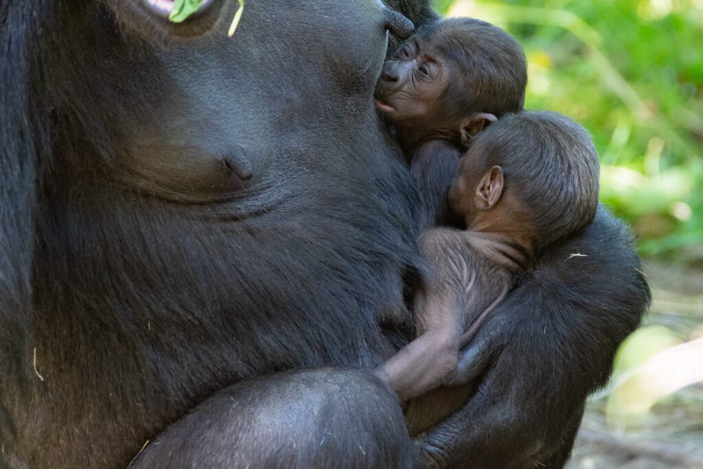 A baby gorilla was born via emergency C-section at a Seattle zoo - one of fewer than a dozen ever performed on the critically-endangered western lowland gorilla species.