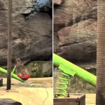 A monkey in China went viral after figuring out how to ride a seesaw alone - leaping between each end with perfect timing to keep it tilting smoothly up and down.