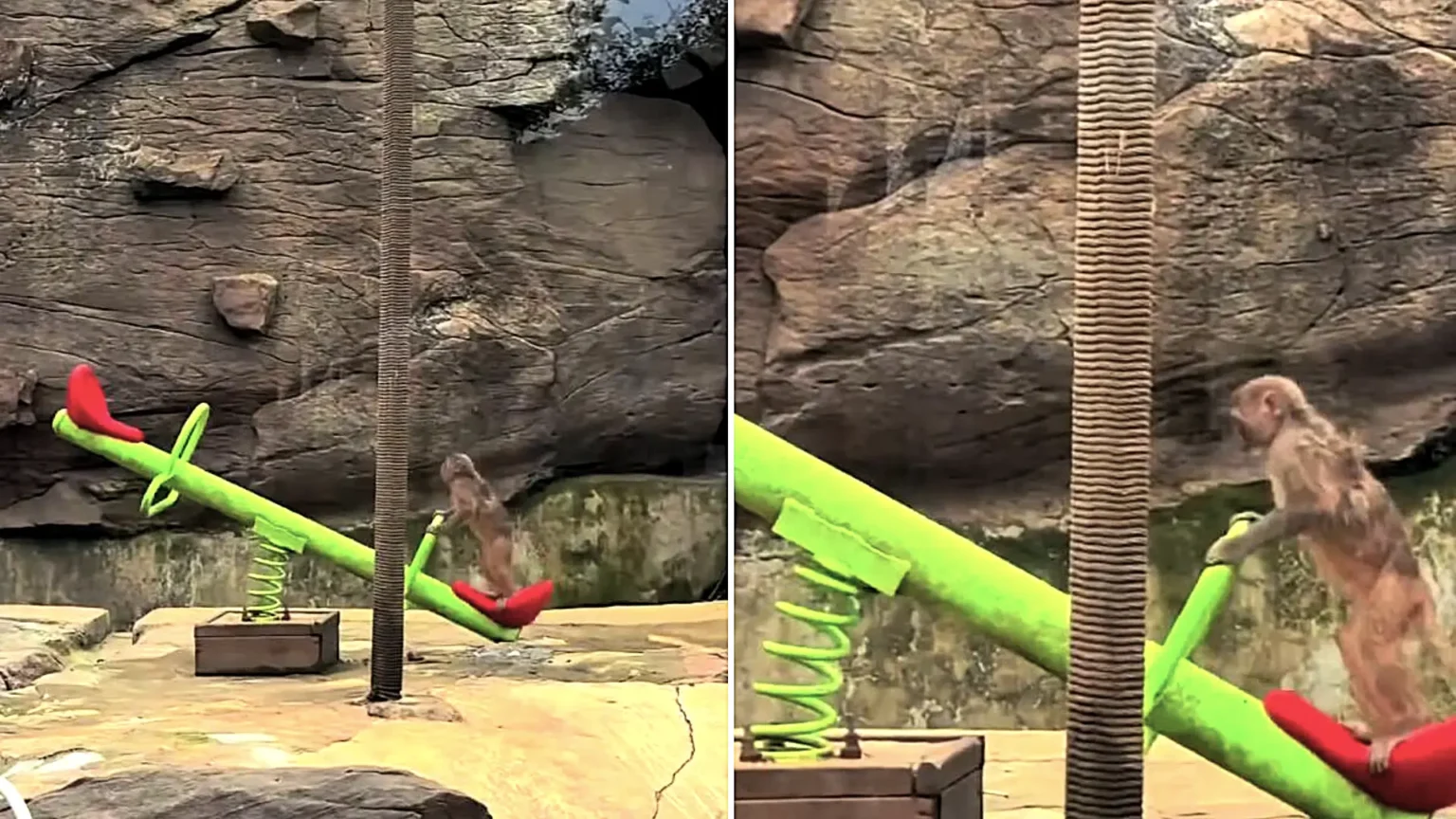 A monkey in China went viral after figuring out how to ride a seesaw alone - leaping between each end with perfect timing to keep it tilting smoothly up and down.