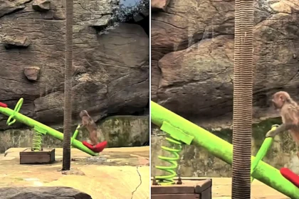 A monkey in China went viral after figuring out how to ride a seesaw alone - leaping between each end with perfect timing to keep it tilting smoothly up and down.