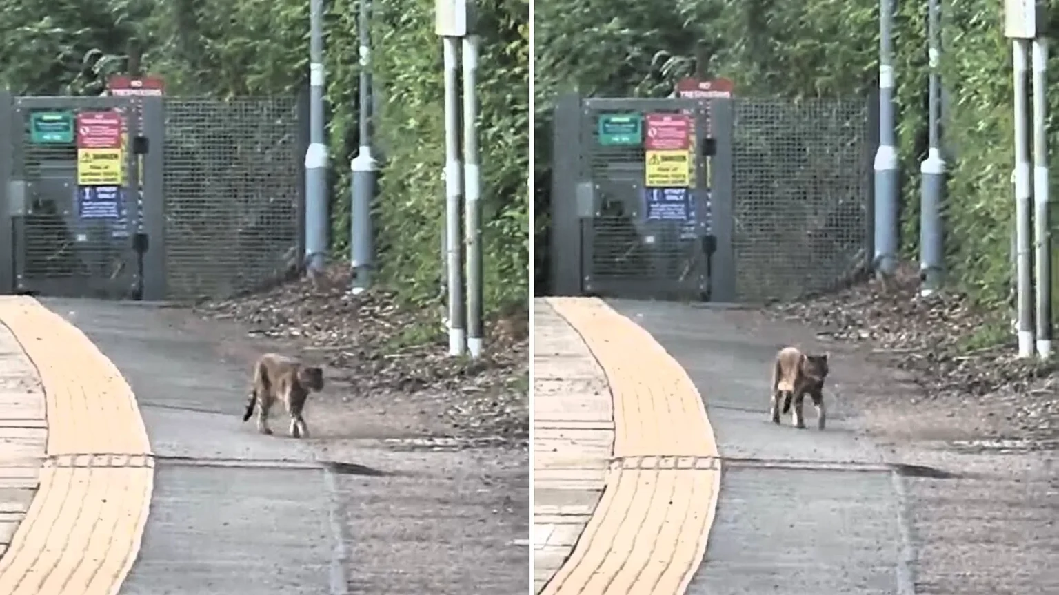 Terrified commuter spotted the infamous "Beast of Essex" prowling a train platform at 5.30am - but experts who viewed the clip can't agree what the creature is.