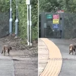 Terrified commuter spotted the infamous "Beast of Essex" prowling a train platform at 5.30am - but experts who viewed the clip can't agree what the creature is.