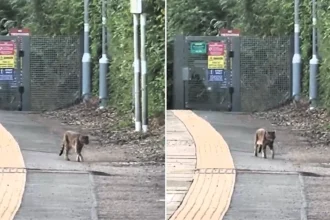 Terrified commuter spotted the infamous "Beast of Essex" prowling a train platform at 5.30am - but experts who viewed the clip can't agree what the creature is.