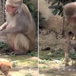 A monkey in India went viral after turning off a public tap once it had finished drinking - with police sharing the clip as a lesson in civic responsibility for humans.