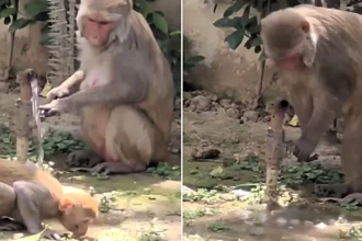 A monkey in India went viral after turning off a public tap once it had finished drinking - with police sharing the clip as a lesson in civic responsibility for humans.
