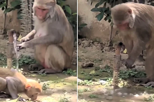 A monkey in India went viral after turning off a public tap once it had finished drinking - with police sharing the clip as a lesson in civic responsibility for humans.