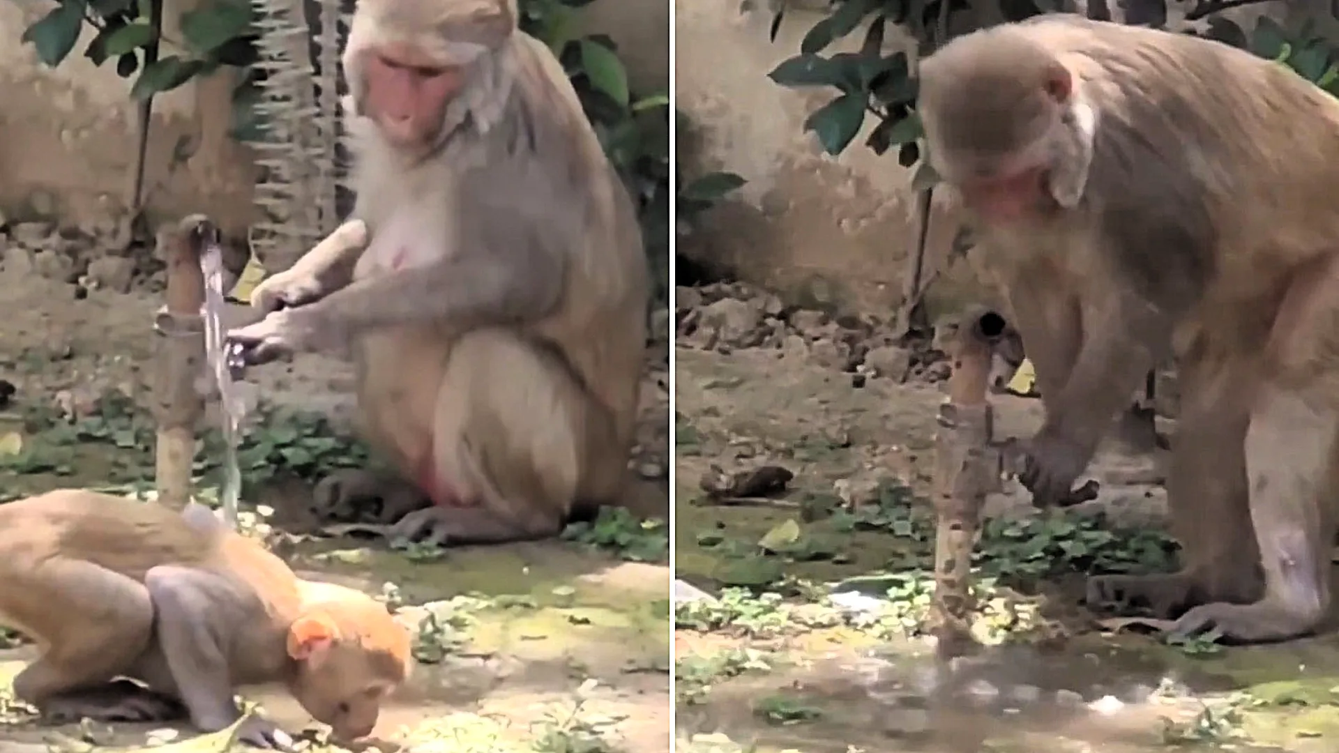 Considerate monkey turns off water after enjoying drink at public tap