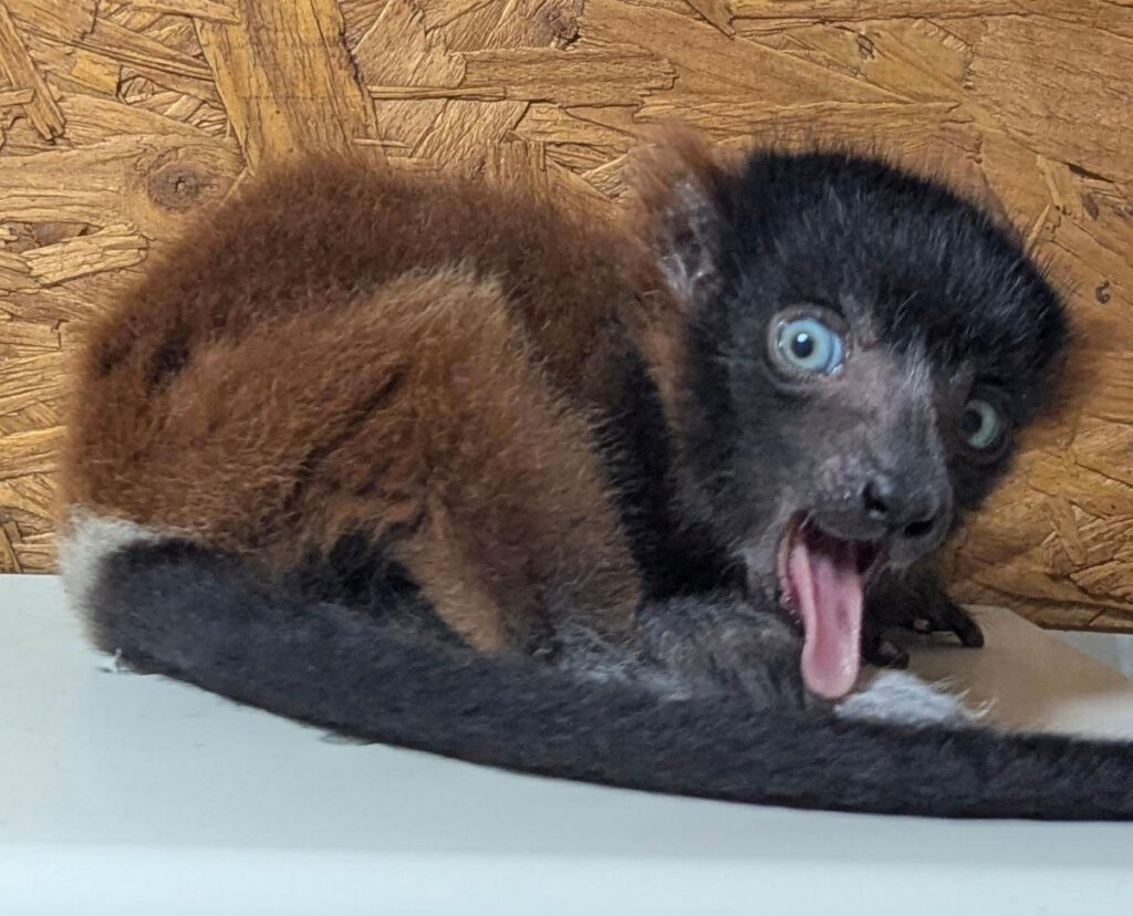 Critically endangered lemur gives birth to incredibly rare set of quadruplets at Devon zoo in major boost for species with quad births accounting for under 6% globally.